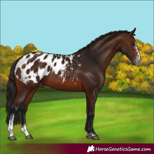 Horse Color:Unknown 