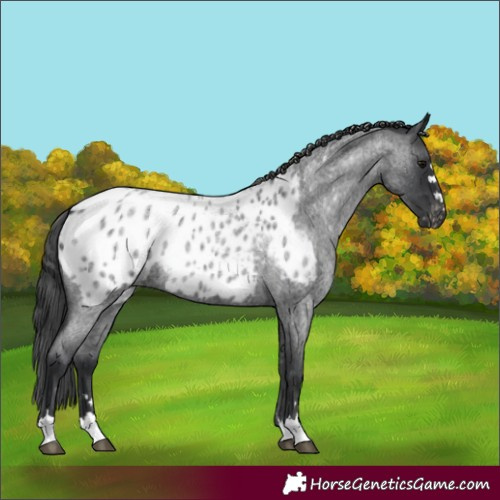 Horse Color:Unknown 