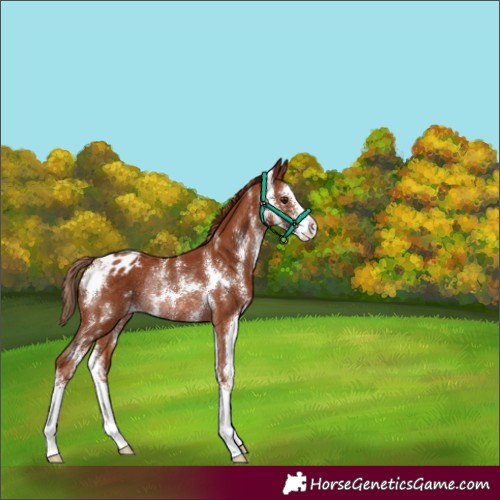 Horse Color:Chestnut Sabino Varnish Rabicano