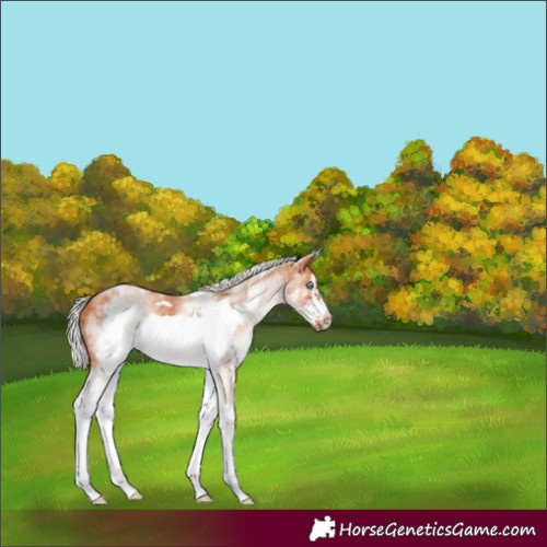 Horse Color:White Spotted Silver Bay Frame