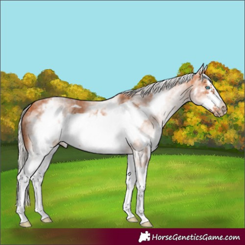 Horse Color:White Spotted Silver Bay Frame