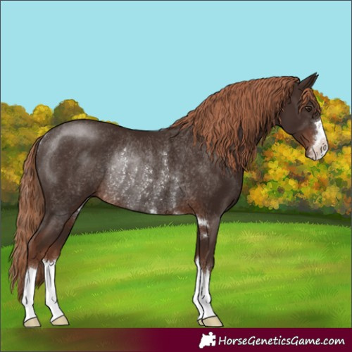Horse Color:Liver Chestnut Rabicano
