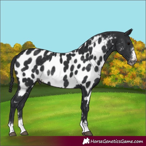 Horse Color:Black Near Leopard Rabicano