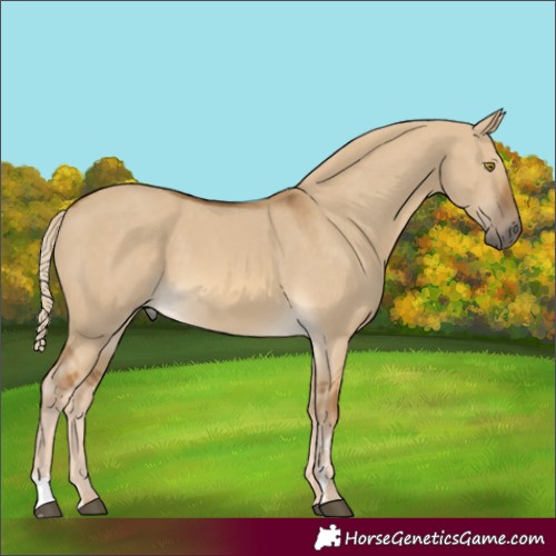 Horse Color:Chocolate Palomino Dun Sabino Rabicano