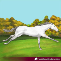 Horse Color:Amber Cream Champagne Appaloosa 