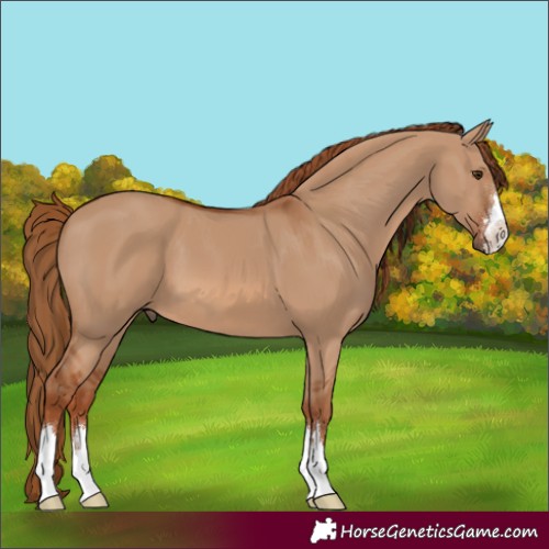 Horse Color:Red Dun 