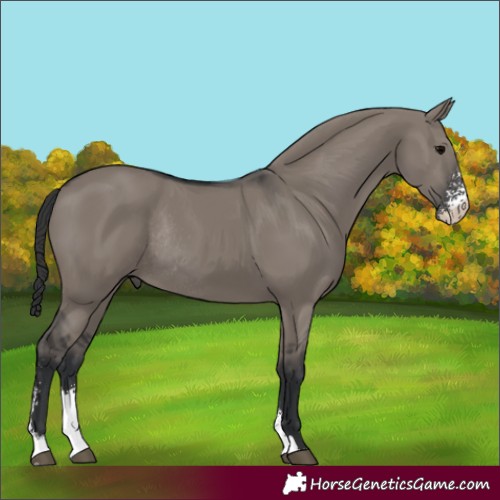 Horse Color:Grullo Sabino Rabicano