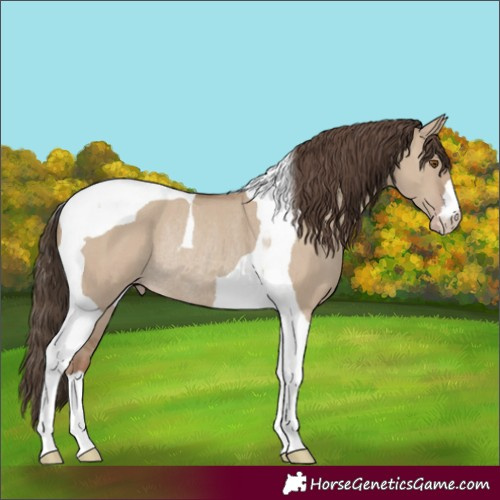 Horse Color:Classic Champagne Dun Tobiano Rabicano 
