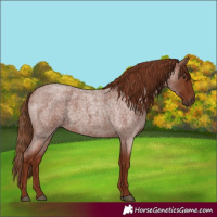 Horse Color:Red Roan