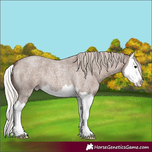 Horse Color:Silver Blue Roan Splash
