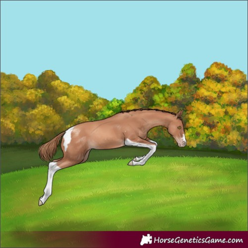 Horse Color:Gold Champagne Tobiano 