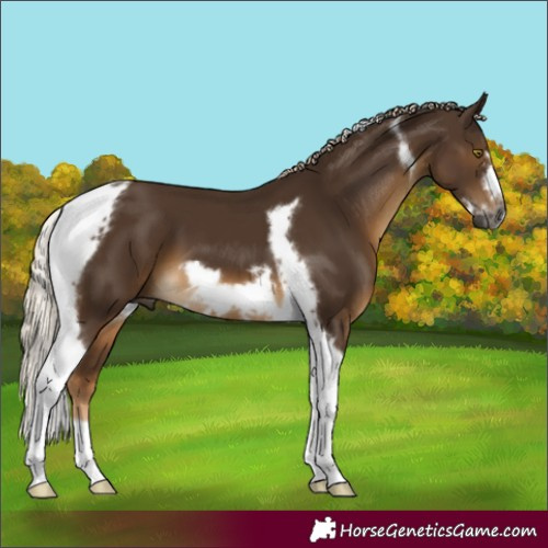 Horse Color:Gray Chocolate Palomino Tobiano Frame