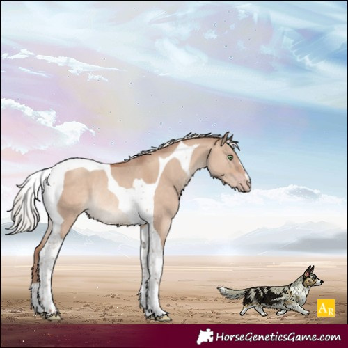 Horse Color:Silver Sable Champagne Dun Tobiano Rabicano