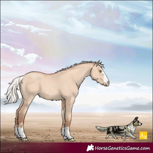 Horse Color:Silver Sable Champagne Dun Appaloosa 