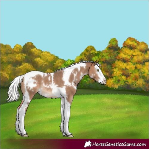 Horse Color:White Spotted Silver Brown Dun Splash Tobiano Rabicano 
