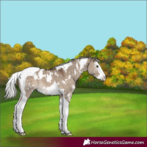 Horse Color:White Spotted Silver Brown Dun Splash Tobiano