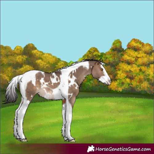 Horse Color:White Spotted Brown Dun Splash Tobiano Rabicano 