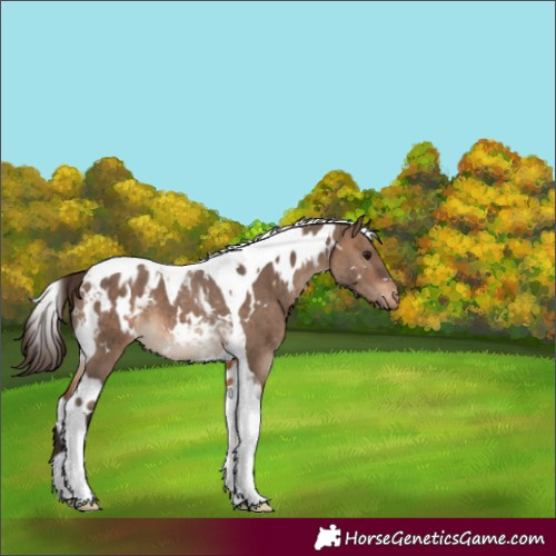 Horse Color:White Spotted Brown Dun Tobiano Appaloosa Brindle 