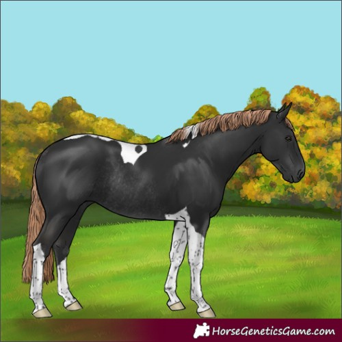 Horse Color:Liver Chestnut Tobiano Rabicano 