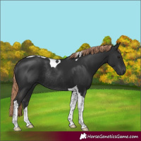 Horse Color:Liver Chestnut Tobiano Rabicano
