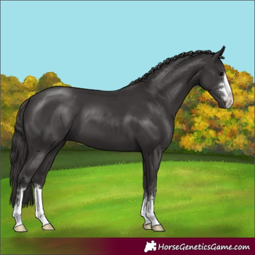 Horse Color:Smoky Black 