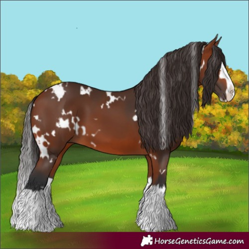 Horse Color:White Spotted Bay Splash 