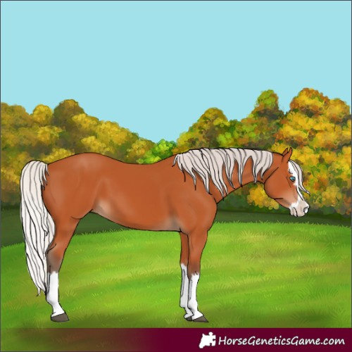 Horse Color:Silver Bay Splash 