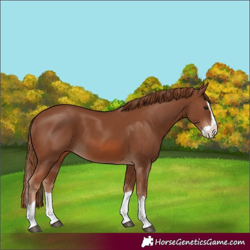 Horse Color:Unknown 