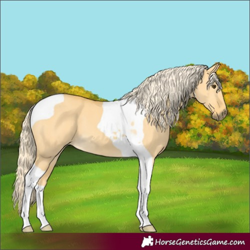 Horse Color:Palomino Dun Tobiano 