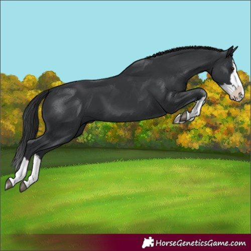 Horse Color:Black Splash 