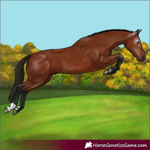 Horse Color:Unknown 