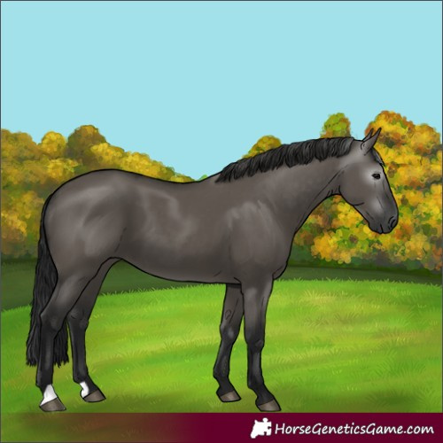 Horse Color:Gray Grullo 