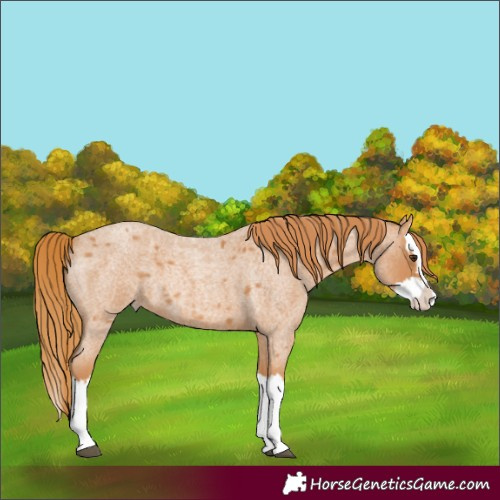 Horse Color:Red Roan Splash 