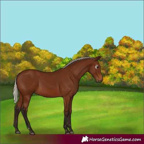 Horse Color:Gray Silver Bay