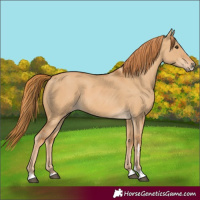 Horse Color:Red Dun