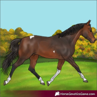 Horse Color:Bay Tobiano