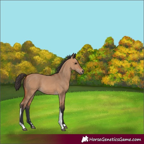 Horse Color:Bay Dun Tobiano