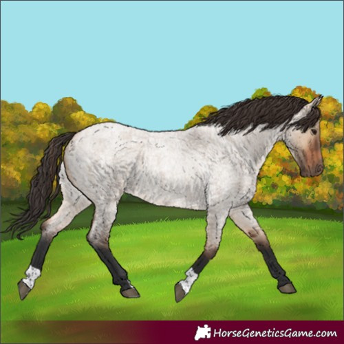 Horse Color:Bay Roan Dun 