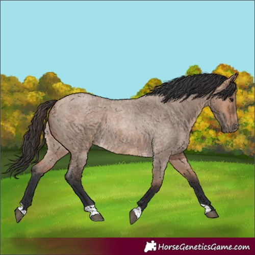 Horse Color:Bay Roan Dun 