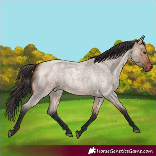 Horse Color:Bay Roan Dun 