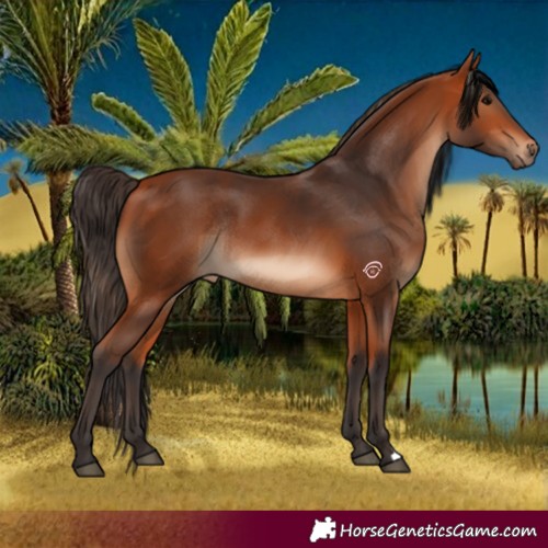 Horse Color:Bay Rabicano 