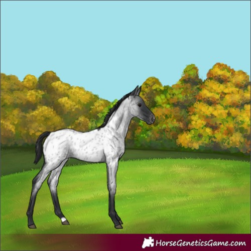 Horse Color:Blue Roan Appaloosa 