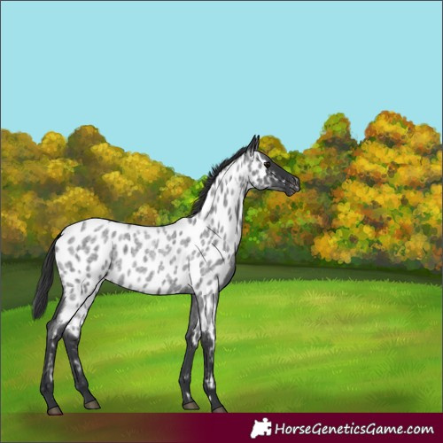 Horse Color:Blue Roan Appaloosa