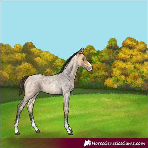 Horse Color:Buckskin Roan Sabino 