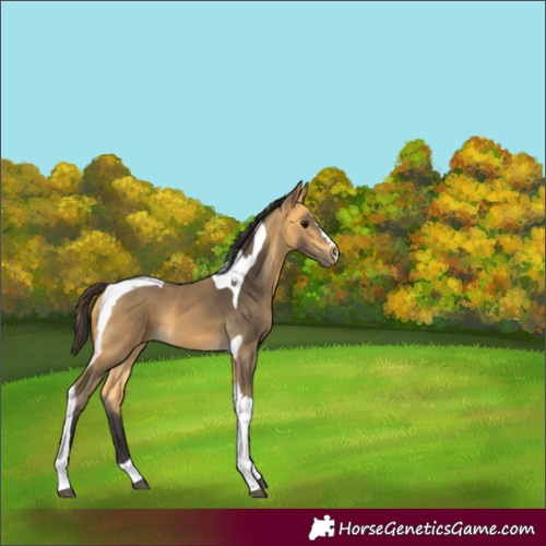 Horse Color:Buckskin Tobiano