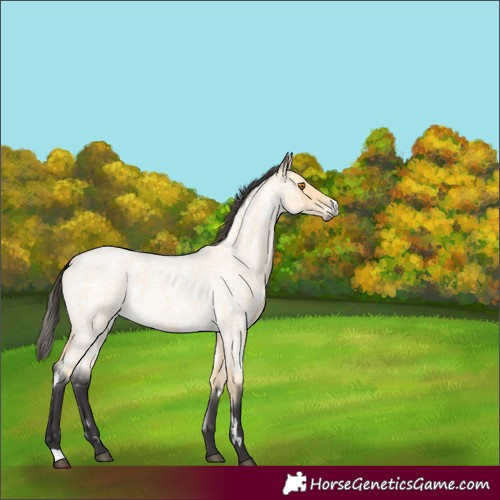 Horse Color:White Spotted Buckskin Roan