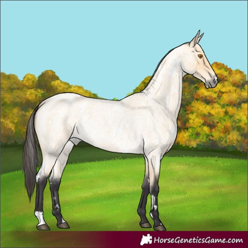 Horse Color:White Spotted Buckskin Roan 