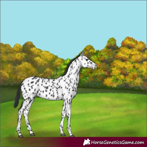 Horse Color:Black Appaloosa