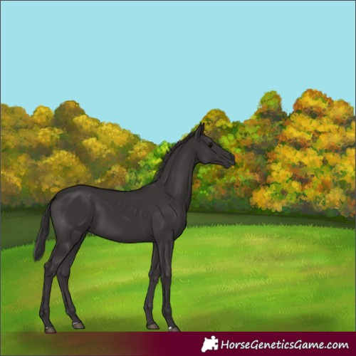 Horse Color:Smoky Black 