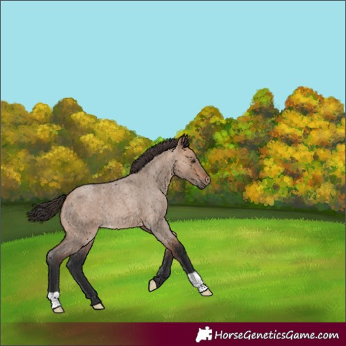 Horse Color:Bay Roan Dun 